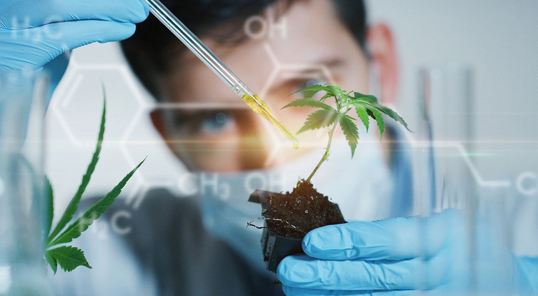 Cookie帮助凤凰登录新手怎么玩更